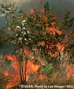 Grassland and bushes on fire