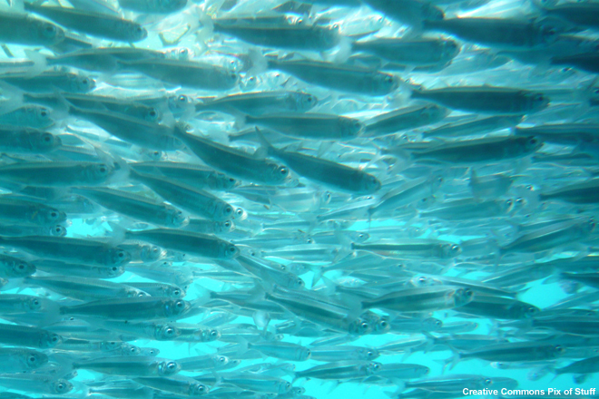 Image of a shoal of fish near the Great Barrier Reef, off the coast of Australia.