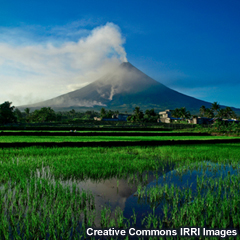 A terraced rice-farm is near the slopes of the erupting Mayon volcano.  Ash plume and projectiles are seen on the volcanic cone. 
