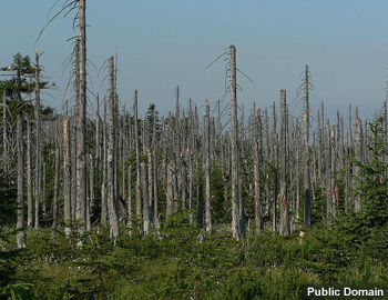 Effects of acid rain, woods, Jizera Mountains, Czech Republic