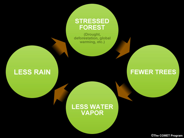 Cycle of increasing forest degradation and decreasing rainfall Cycle of increasing forest degradation and decreasing rainfall