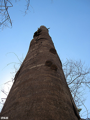 Tree trunk Tree trunk