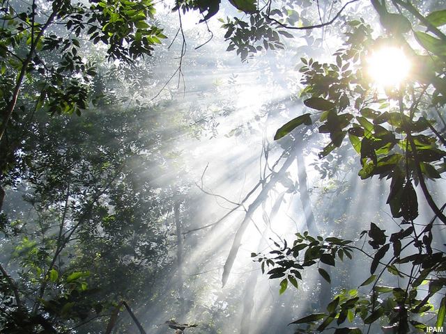 Sunlight in a tropical forest Sunlight in a tropical forest