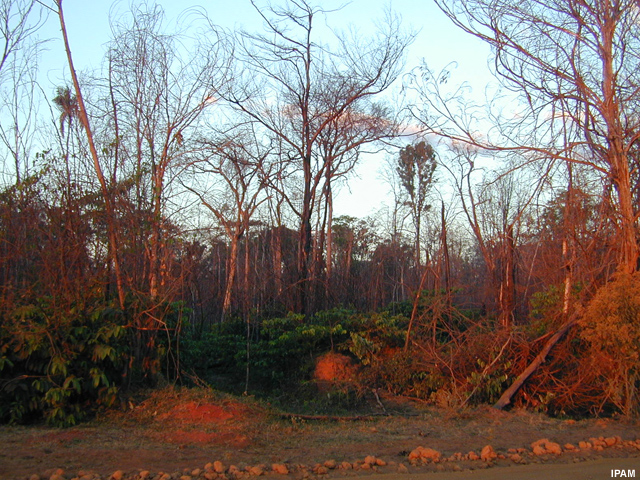 extreme drought in the Amazon