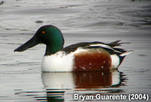 duck
