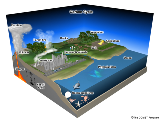 Pieces of the carbon cycle Pieces of the carbon cycle