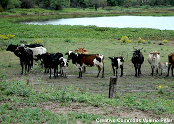 Cattle Cattle