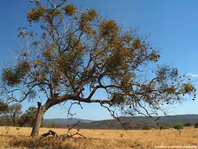 The cerrado in Brazil The cerrado in Brazil