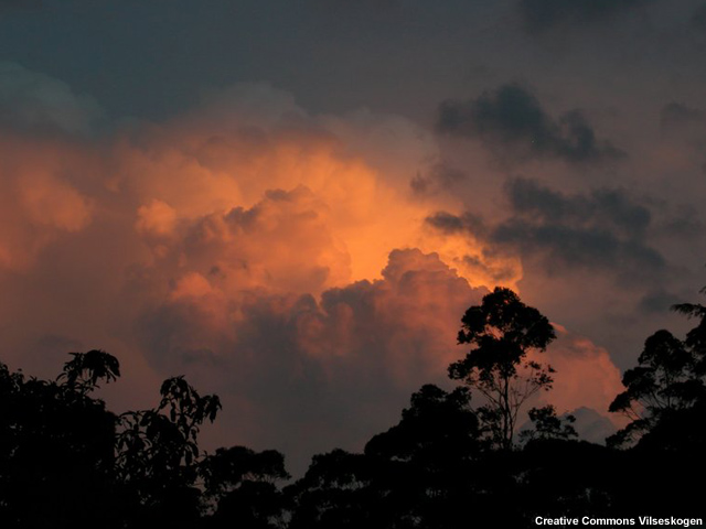 Rainforest trees silhouetted at Itatiaia national park, Brazil Rainforest trees silhouetted at Itatiaia national park, Brazil