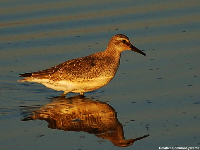 photo of bird