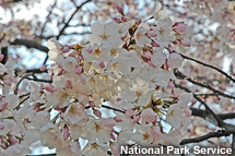 Cherry tree