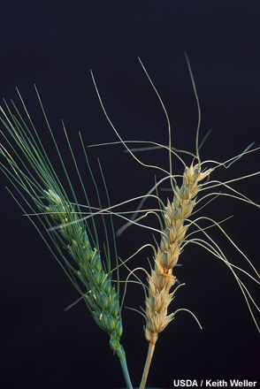 A healthy wheat head (left) next to one showing severe symptoms of Fusarium head blight disease (right) A healthy wheat head (left) next to one showing severe symptoms of Fusarium head blight disease (right)