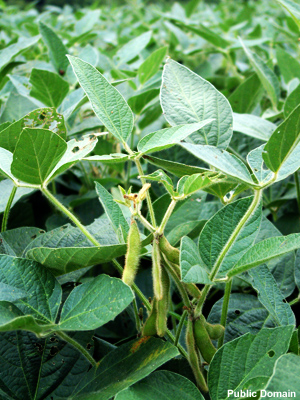 Soybean plants. Soybean plants.