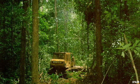 Equipamento madeireiro na floresta Equipamento madeireiro na floresta
