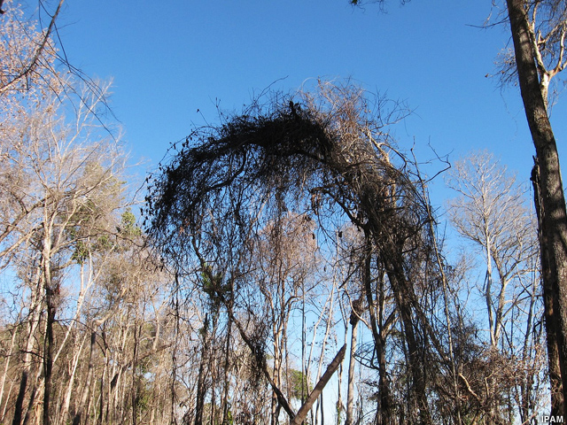 Árvores mortas na floresta amazônica Árvores mortas na floresta amazônica