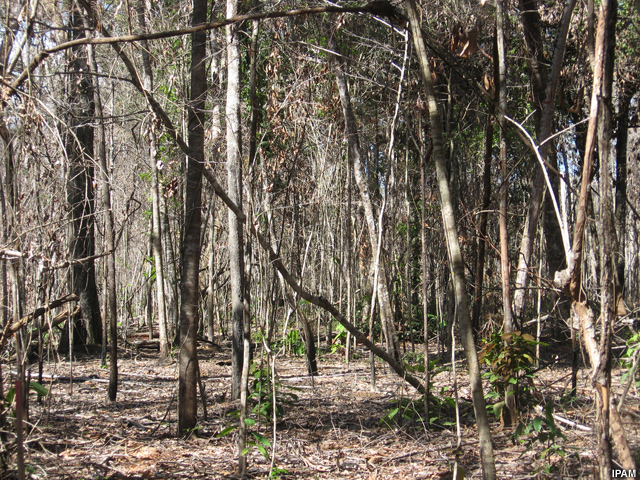 Floresta tropical sofrendo com secat Floresta tropical sofrendo com seca