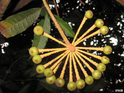 O fruto de uma planta na floresta amazônica O fruto de uma planta na floresta amazônica