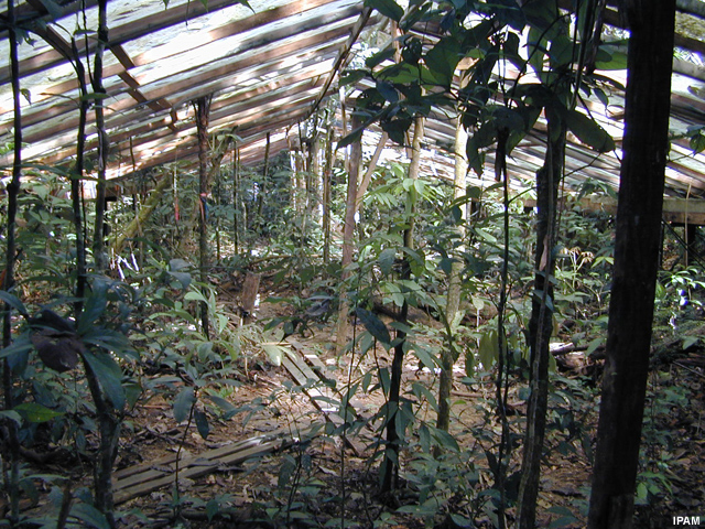 dry forest