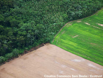 Floresta, terreno desmatado e uma plantação na Amazônia boliviana Floresta, terreno desmatado e uma plantação na Amazônia boliviana