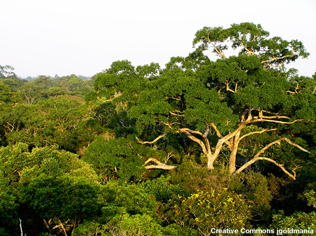 Árvores tropicais em Manaus, Brasil Árvores tropicais em Manaus, Brasil