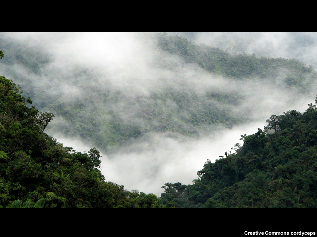 Uma floresta nublada no Peru Uma floresta nublada no Peru