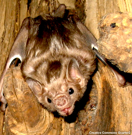 Morcego vampiro Morcego vampiro
