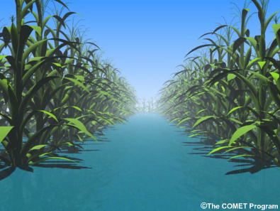 corn field with water