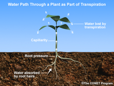 plant water path
