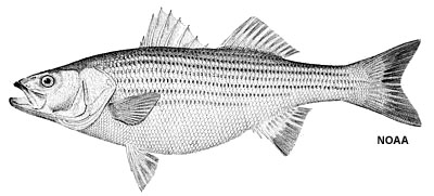 bass