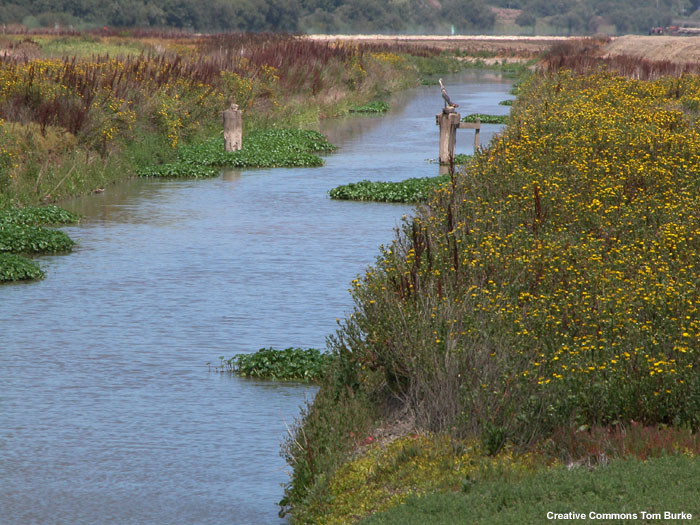 Irrigation ditch, Watsonville, CA