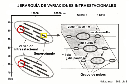 Jerarquía de variaciones intraestacionales según Nakazawa