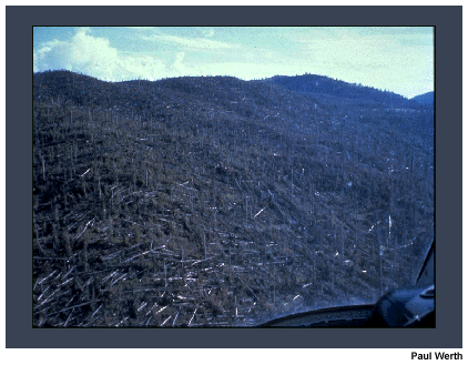 This photo shows trees downed by a microburst.