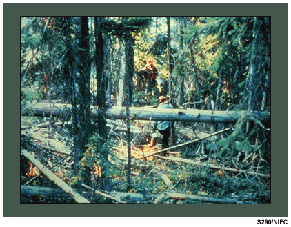 This photo shows heavy fuels accumulation on the forest floor.
