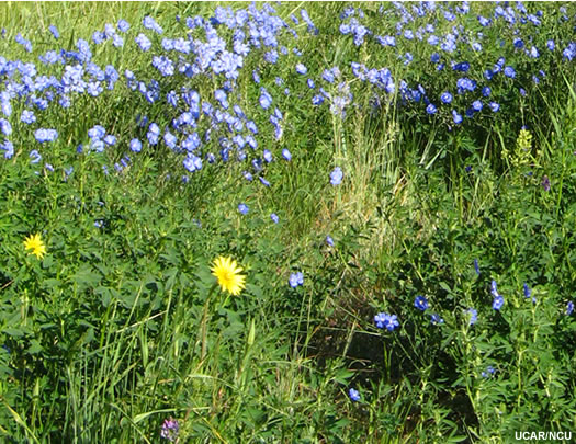 Foto de hierbas no gramíneas el flor en la cordillera frontal de las montañas Rocosas.