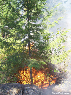 Foto de un fuego que arde en la base del tronco de un árbol