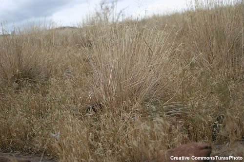 Espiguilla (Bromus tectorum) seca