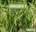 Foto de espiguilla (Bromus tectorum) verde
