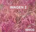 Foto de espiguilla (Bromus tectorum) de color rosáceo