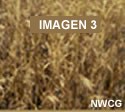 Foto de espiguilla (Bromus tectorum) de color pardo o marrón claro