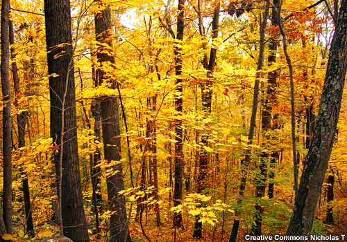Foto de bosque con hojas doradas en otoño.