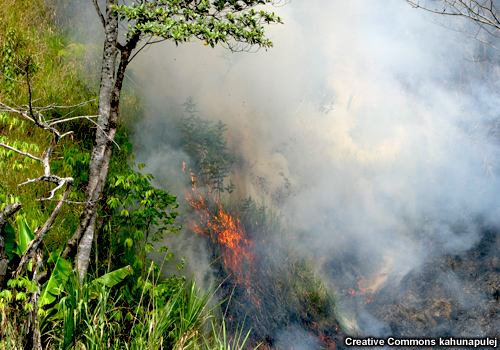 Foto de un incendio que consume combustibles verdes.