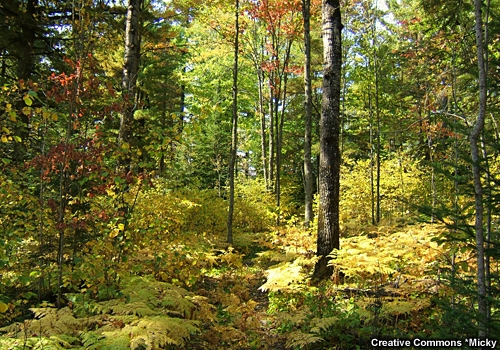 Foto de un bosque en otoño con sotobosque de helechos