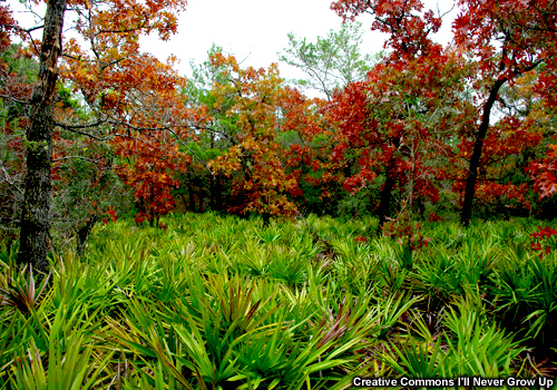 Foto de palmito salvaje (Serenoa repens), un combustible vivo