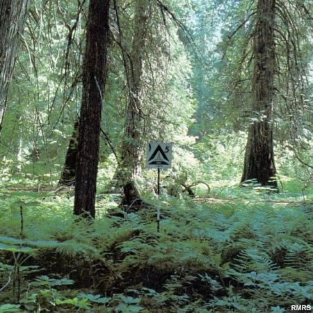 Foto de modelo de combustible con troncos y sotobosque