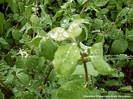 Foto de gotitas de lluvia en las hojas