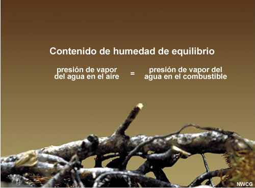 Foto de combustibles muertos y definición del contenido de humedad de equilibrio