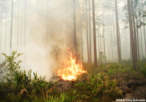 Combustibles en un bosque del SE de los Estados Unidos Combustibles en un bosque del SE de los Estados Unidos