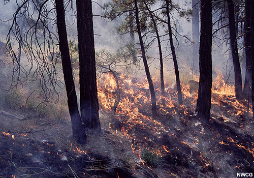 Incendio de baja intensidad