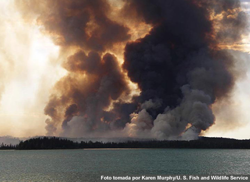 Fuego de copas en un bosque de abetos dentro de los límites del refugio nacional de vida silvestre Kenai (Alaska)