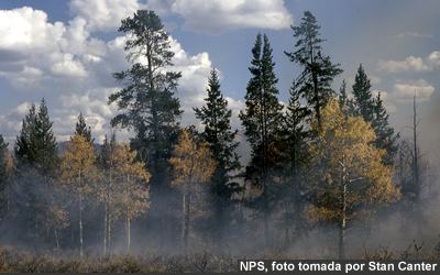 Foto de un bosque envuelto en humo